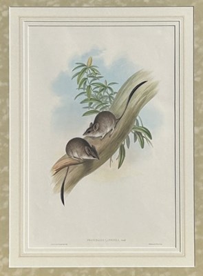 Lot 17 - John Gould 1804-1881, x 2.