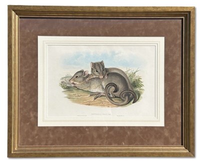 Lot 17 - John Gould 1804-1881, x 2.