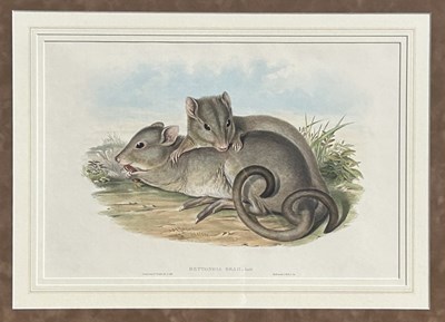 Lot 17 - John Gould 1804-1881, x 2.