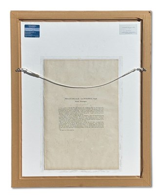 Lot 17 - John Gould 1804-1881, x 2.