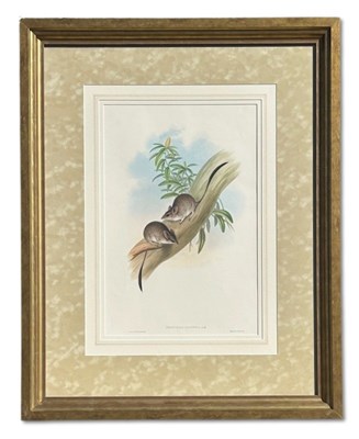 Lot 17 - John Gould 1804-1881, x 2.