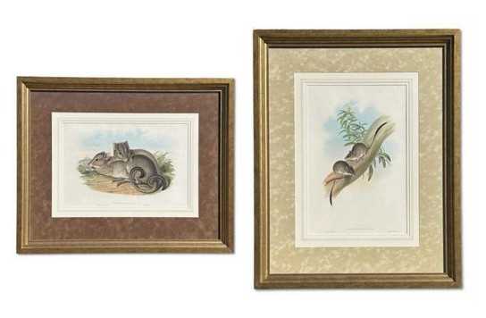 Lot 17 - John Gould 1804-1881, x 2.