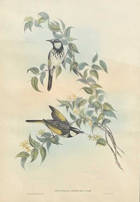 Lot 78 - John Gould 1804-1881, x2.