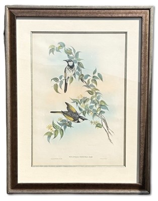 Lot 78 - John Gould 1804-1881, x2.