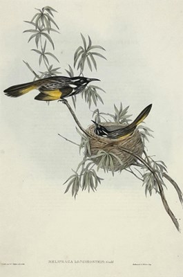 Lot 78 - John Gould 1804-1881, x2.