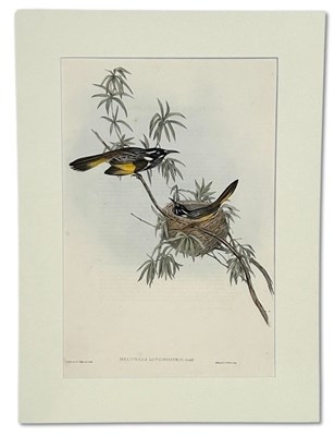 Lot 78 - John Gould 1804-1881, x2.